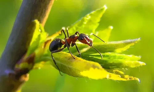 ant-exterminators-atlanta-ga